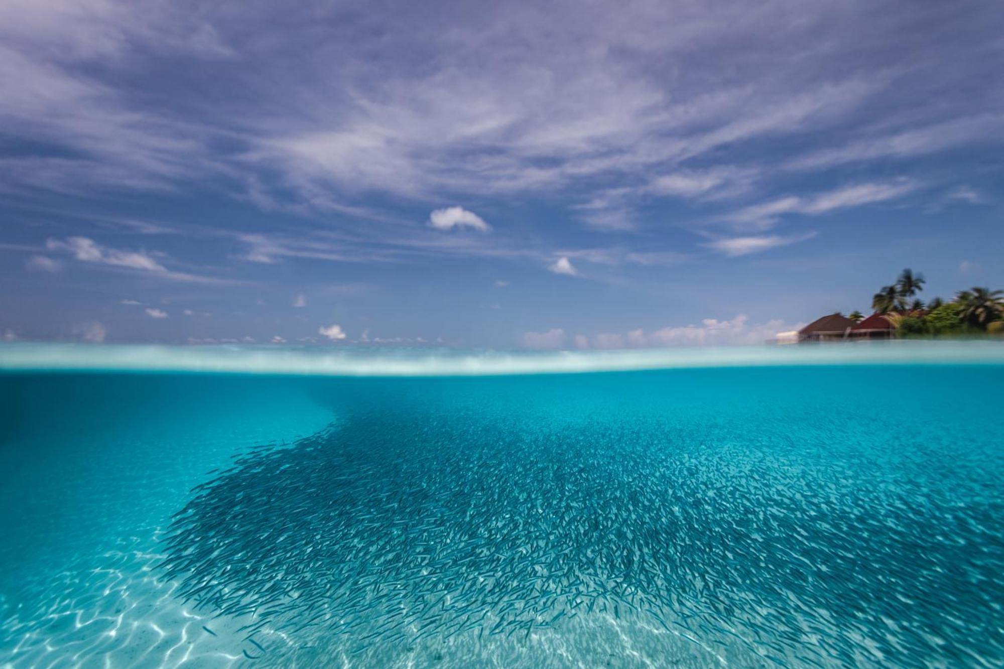 Dhigufaru Island Resort